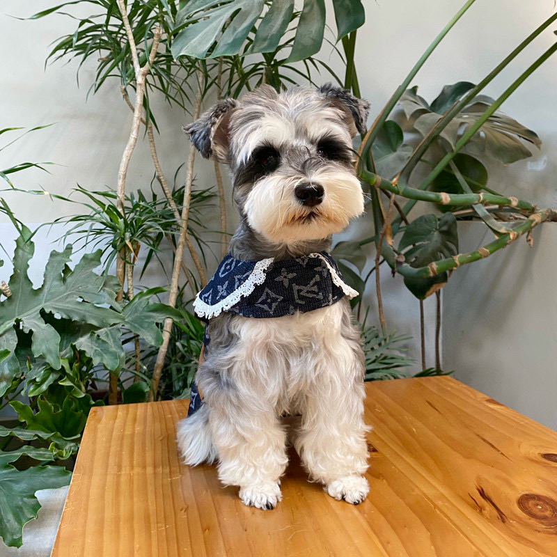 Жилет-платье для собак в стиле Louis Vuitton Denim Monogram с кружевным воротником