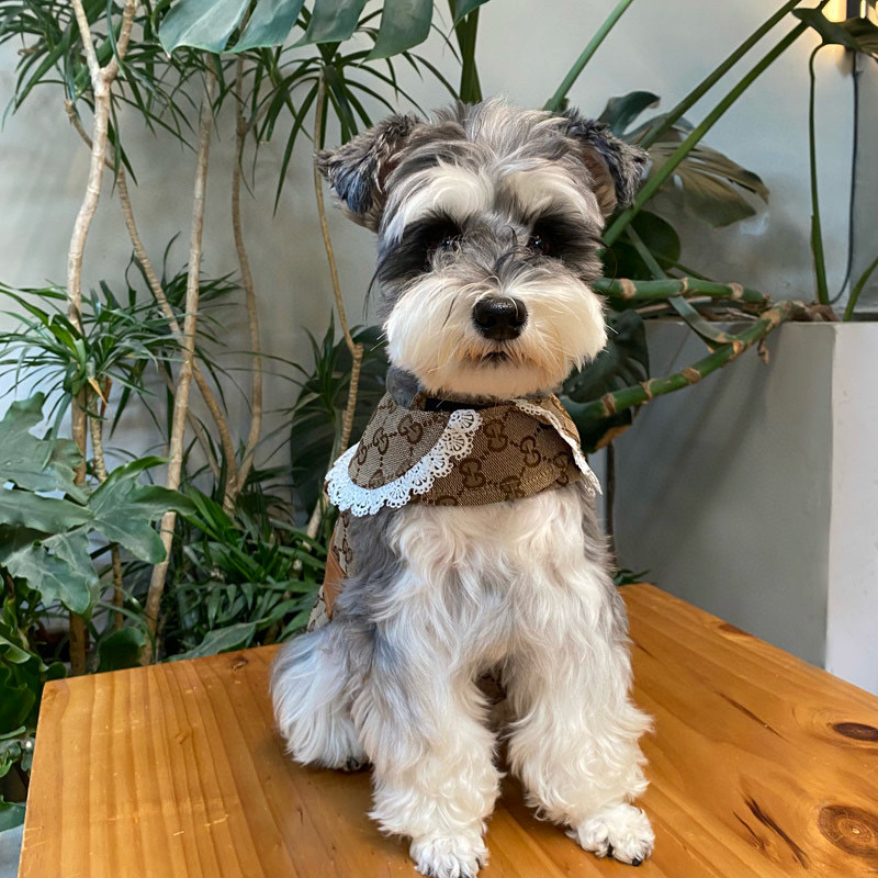 Жилет-платье для собак в стиле Gucci Monogram с кружевным воротником и ремешком